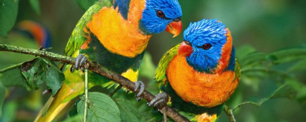 Flora e Fauna del Perù