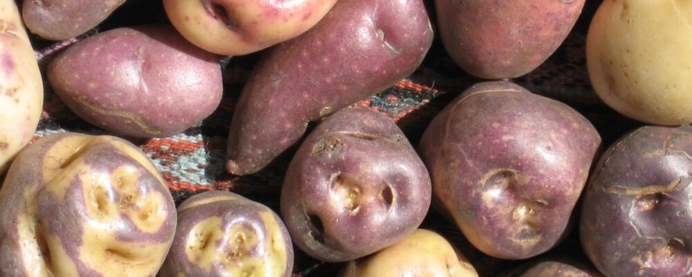 la patata peruviana