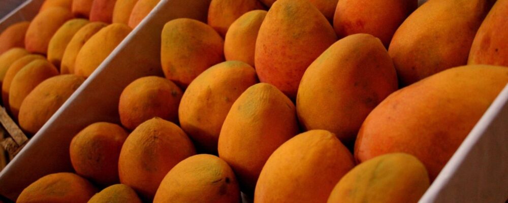 mango peruviano