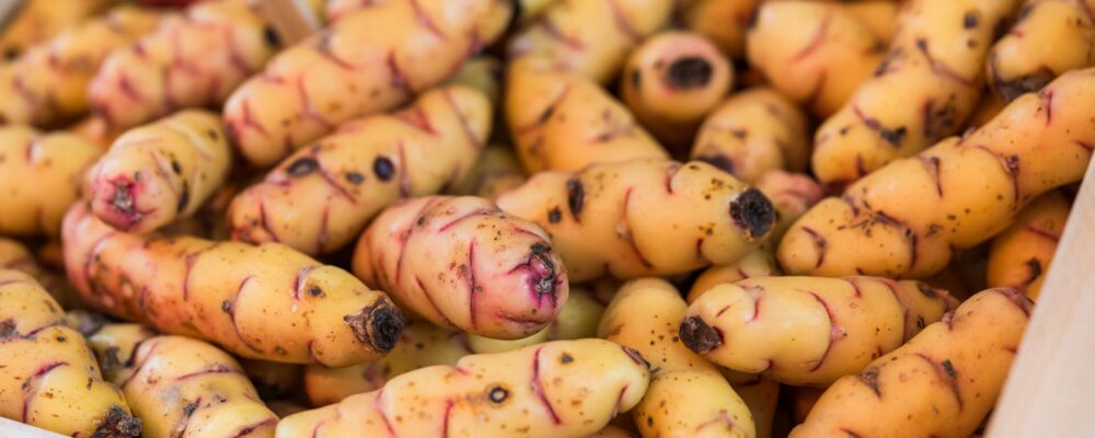 oca